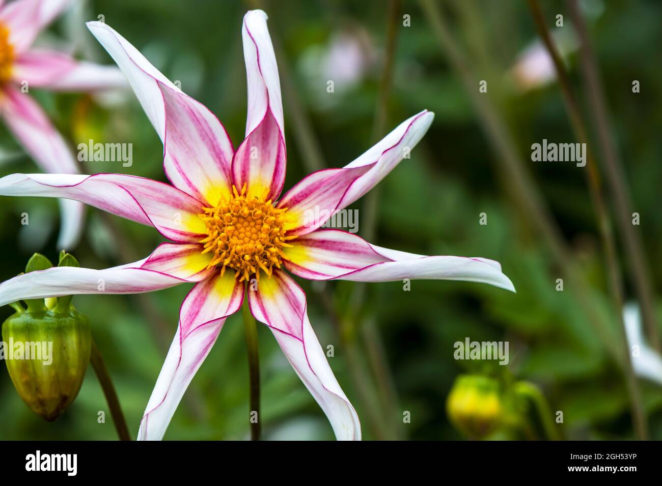 Maestoso fiore rosa e bianco di Dahlia Honka fragile. Foto Stock