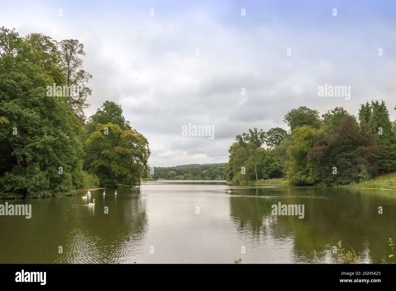 Paesaggio rurale con cigni che nuotano in un lago, circondato da alberi. Foto Stock