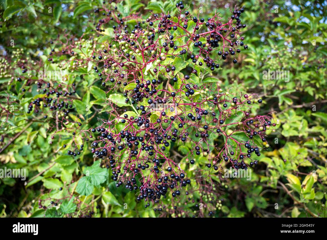 Una vista di un'abbondanza di Blackcurrants su un cespuglio nella campagna del Norfolk Foto Stock