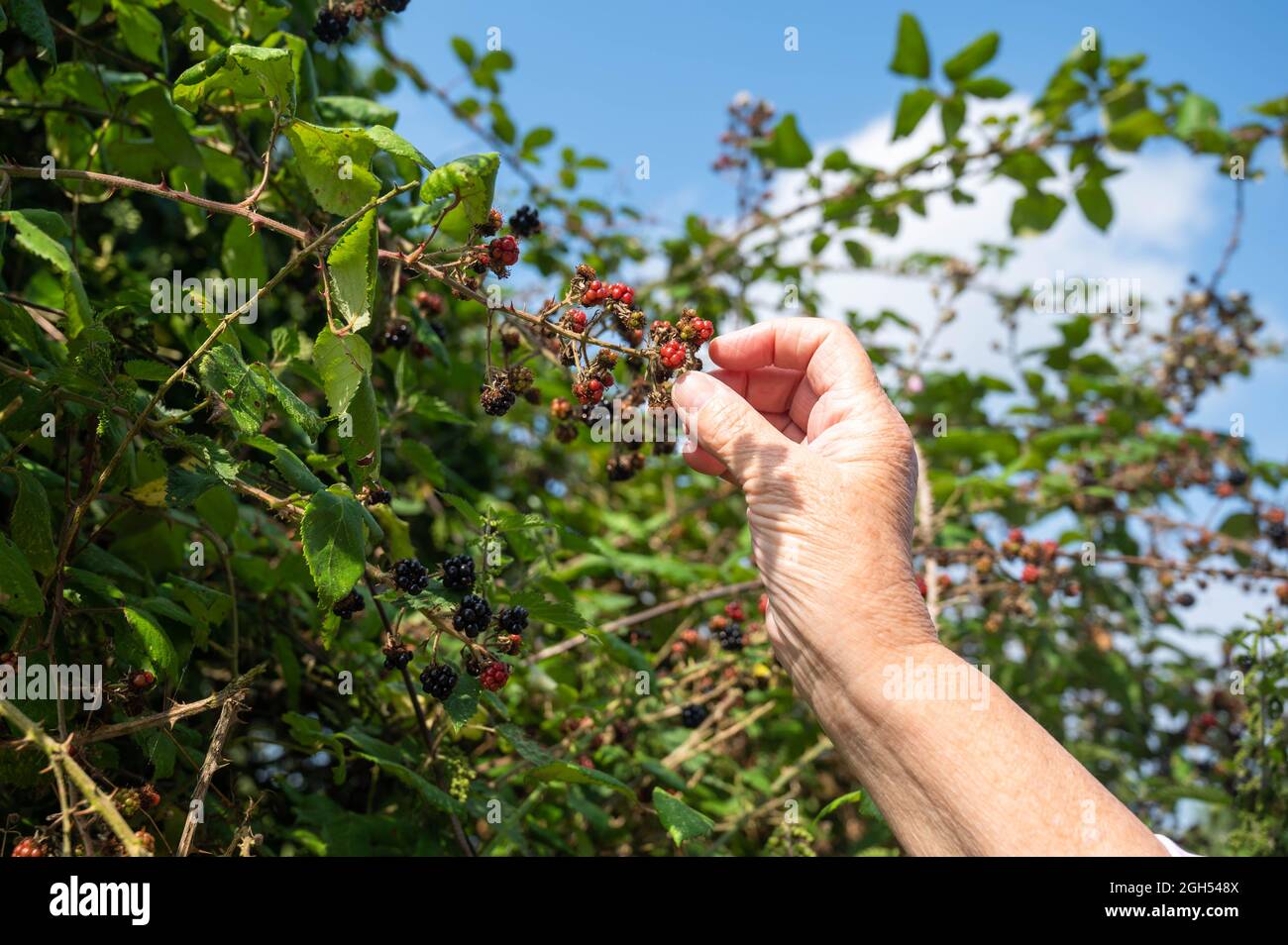 Una vista di un braccio di persone che raccoglie rosso e more in un hedgerow in Norfolk Foto Stock