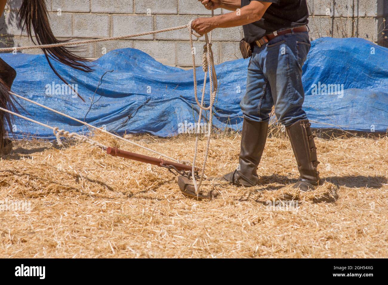 L'uomo spagnolo sul bordo di trebbiatura, separando i cereali dalla loro paglia in modo tradizionale, Andalusia, Spagna. Foto Stock