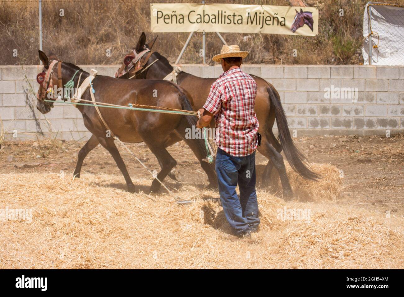 L'uomo spagnolo sul bordo di trebbiatura, separando i cereali dalla loro paglia in modo tradizionale, Andalusia, Spagna. Foto Stock