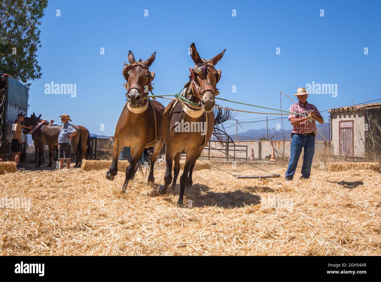 L'uomo spagnolo sul bordo di trebbiatura, separando i cereali dalla loro paglia in modo tradizionale, Andalusia, Spagna. Foto Stock