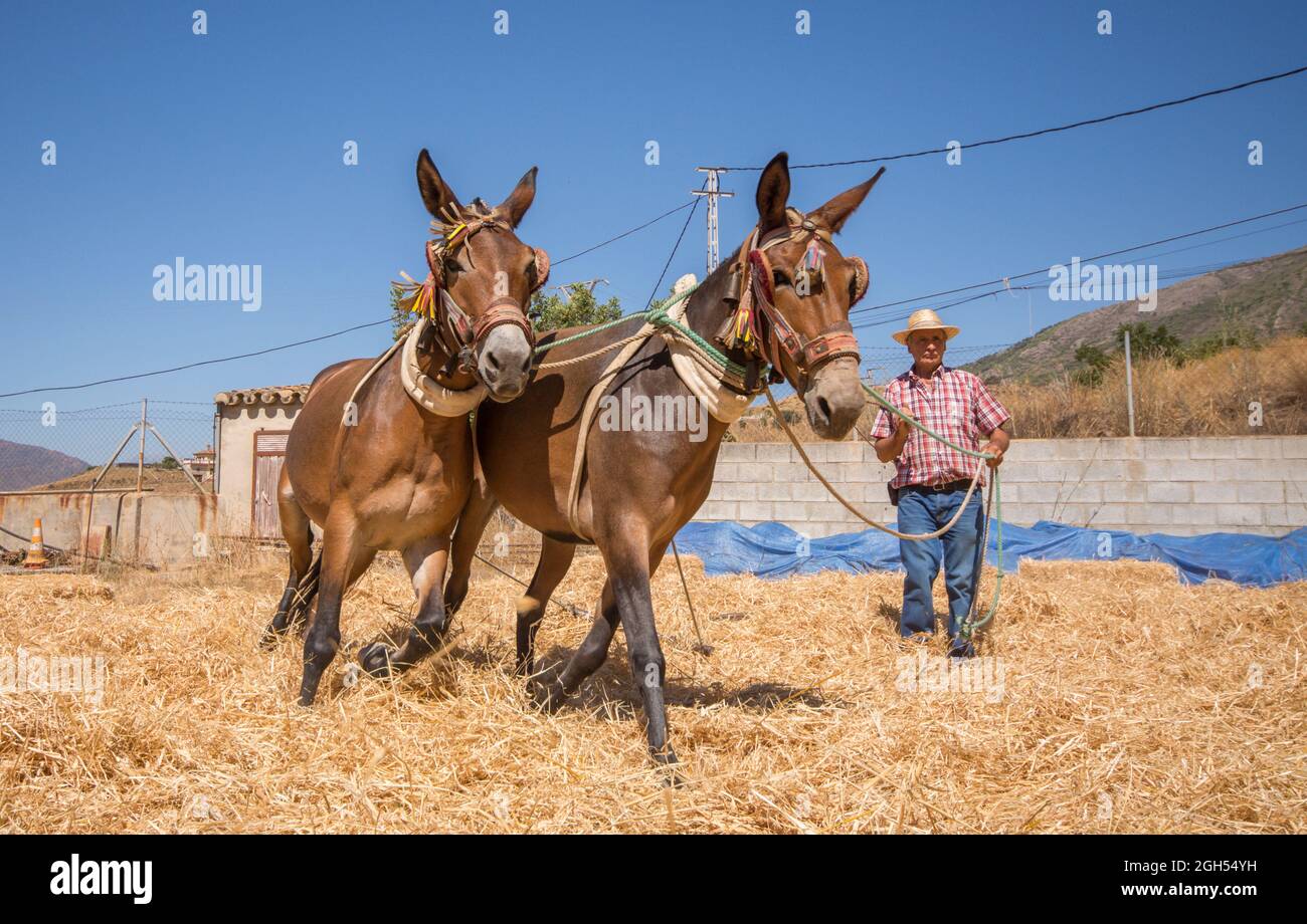 L'uomo spagnolo sul bordo di trebbiatura, separando i cereali dalla loro paglia in modo tradizionale, Andalusia, Spagna. Foto Stock