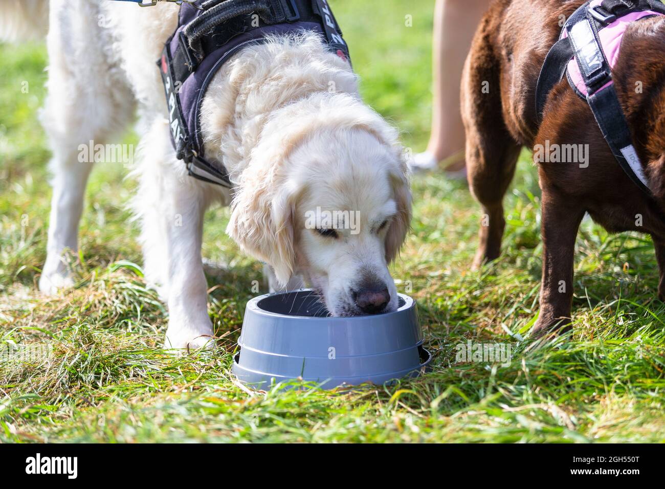 Stourbridge, West Midlands, Regno Unito. 5 settembre 2021. Un cane prende una bevanda di benvenuto di acqua al Raven's Rescue Dog Show a Stourbridge, West Midlands, in un giorno con temperature che raggiungono gli anni venti. Credit: Peter Lopeman/Alamy Live News Foto Stock