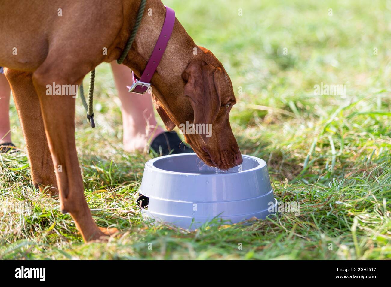 Stourbridge, West Midlands, Regno Unito. 5 settembre 2021. Un cane prende una bevanda di benvenuto di acqua al Raven's Rescue Dog Show a Stourbridge, West Midlands, in un giorno con temperature che raggiungono gli anni venti. Credit: Peter Lopeman/Alamy Live News Foto Stock