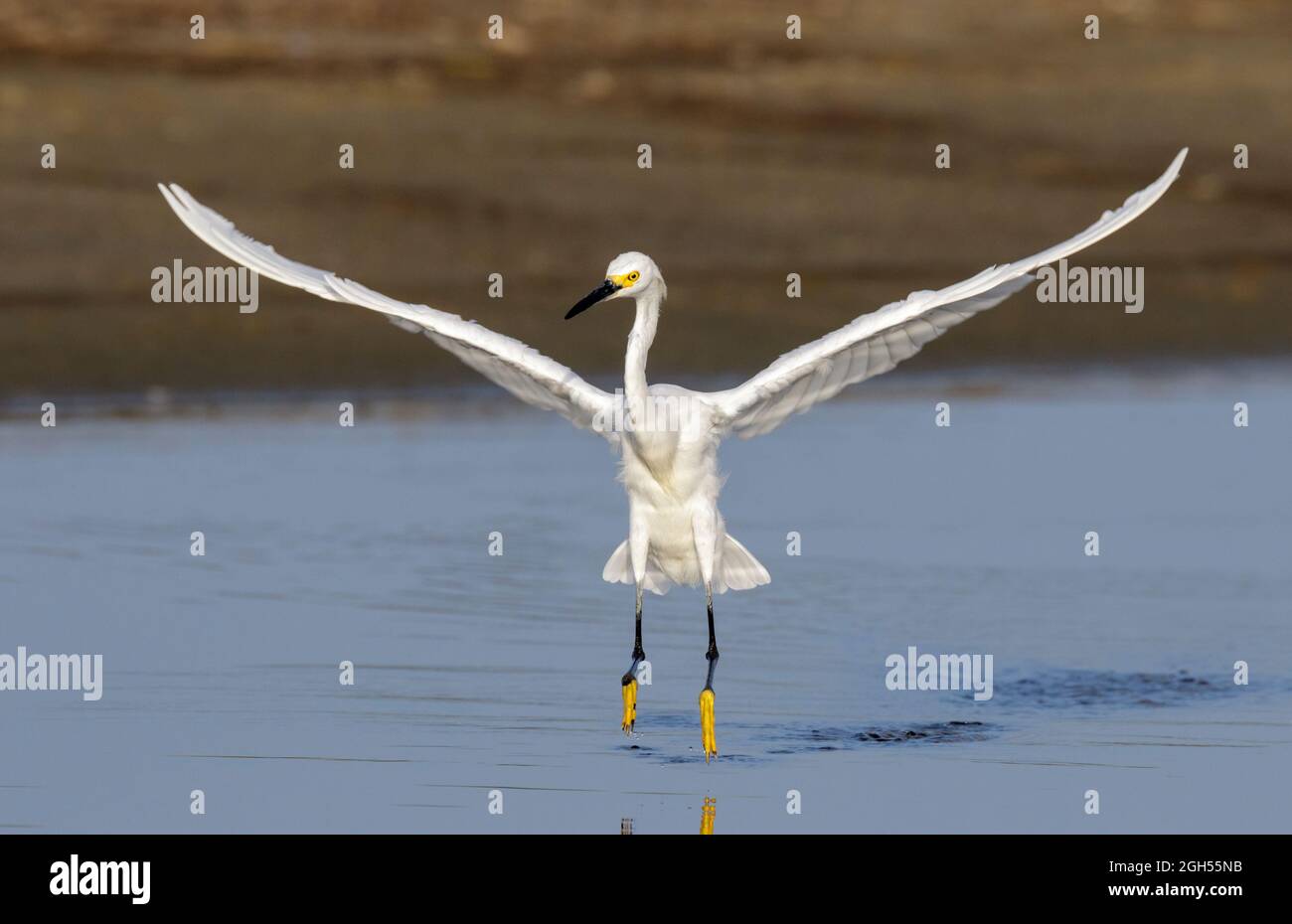 Decollo della gretta innevata (Egretta thula), Galveston, Texas, USA. Foto Stock