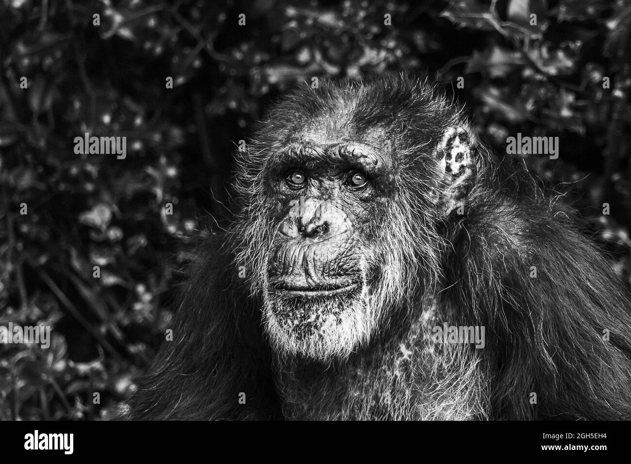 Ritratto di un Chimpanzee occidentale seduto contro alcune foglie scure nel settembre 2021 vicino Chester. Foto Stock