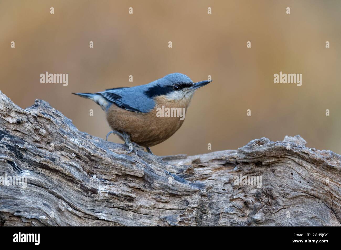 nuthatch con decorazioni in castagno Foto Stock