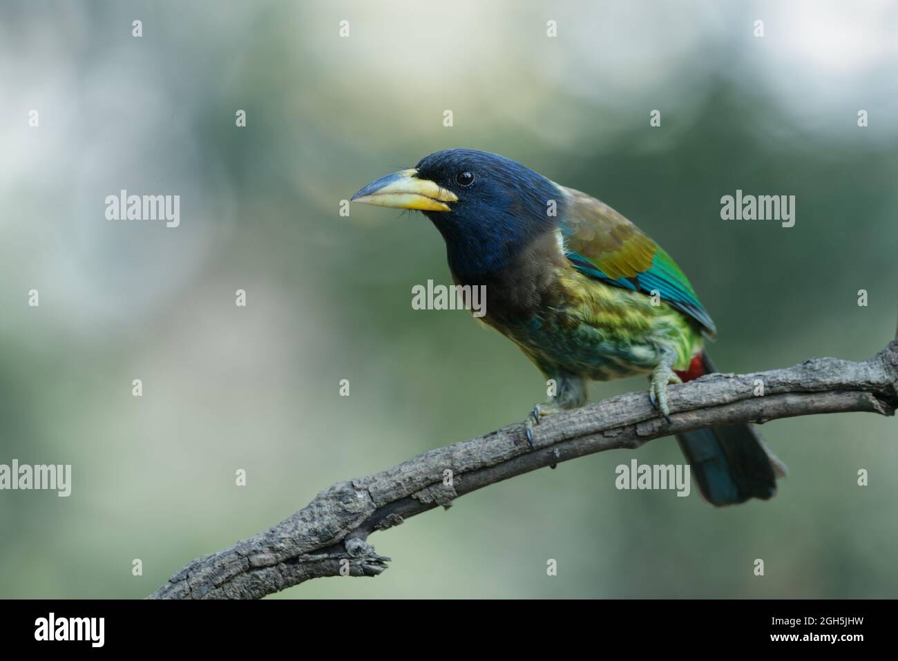 Ottimo barbet Foto Stock