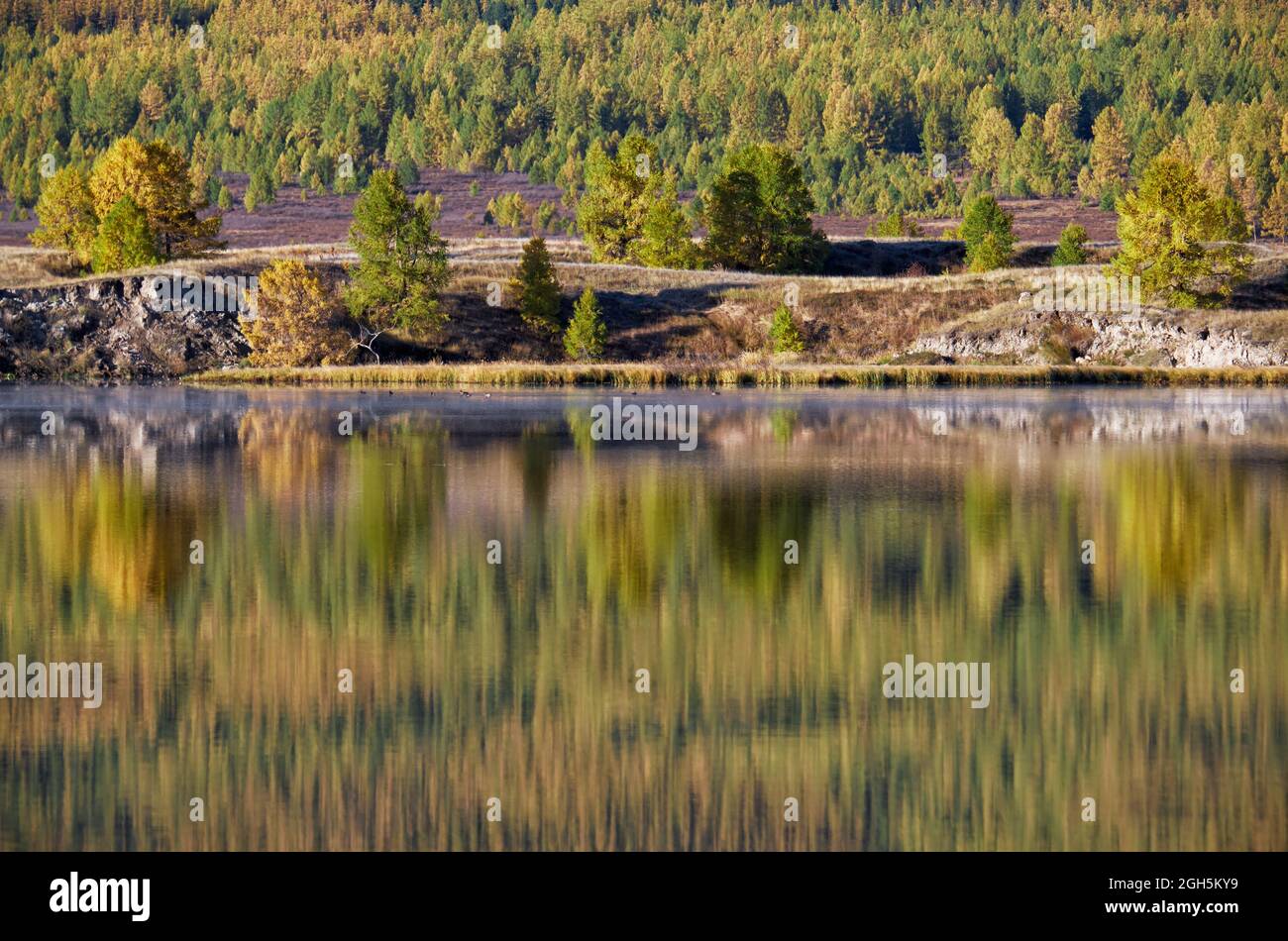 Riflesso della foresta autunnale con Larix sibirica in acqua del lago di montagna Dzhangyskol sul altopiano Eshtyke. Altai, Siberia, Russia Foto Stock
