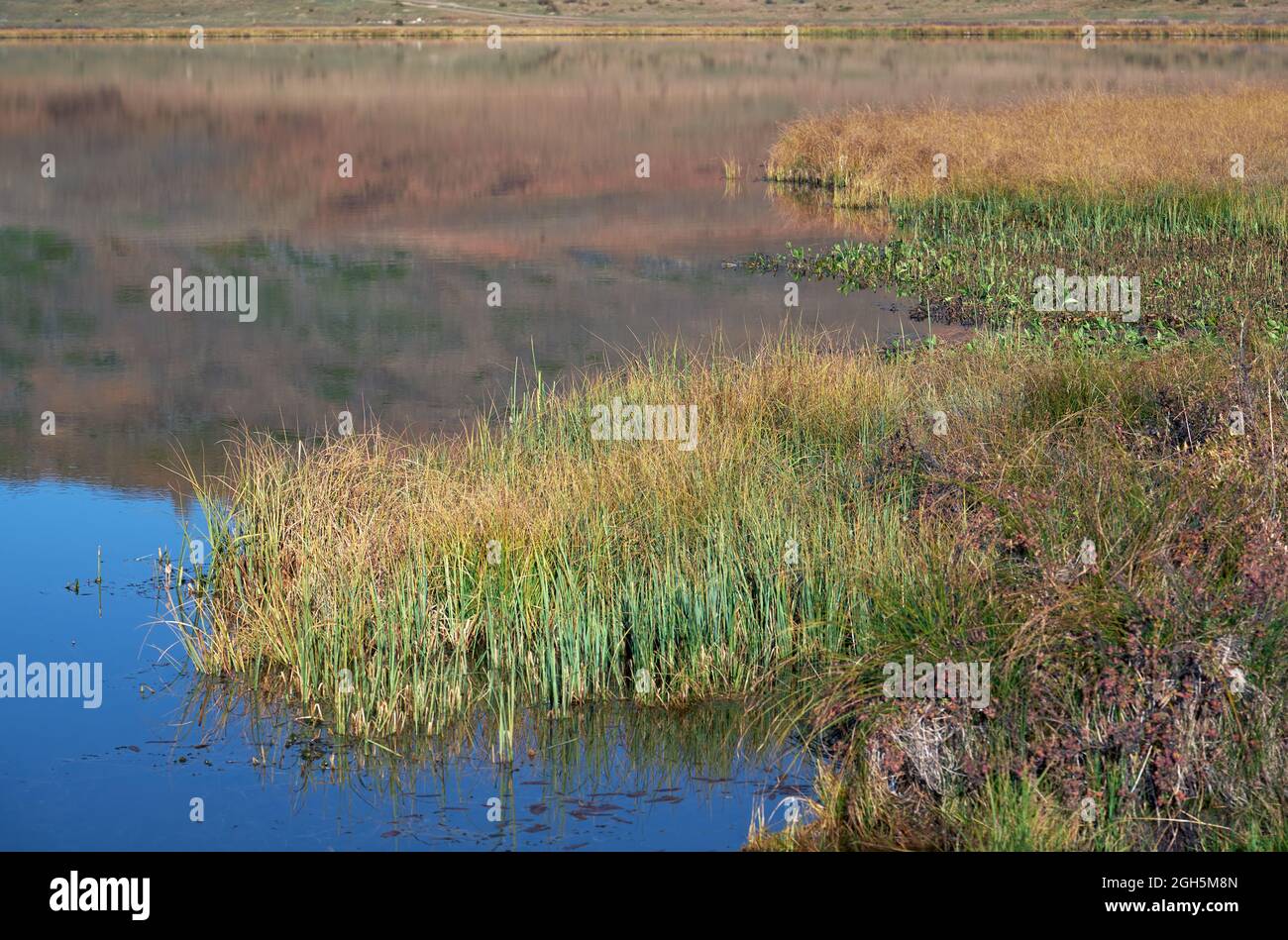 Riflesso della foresta autunnale con Larix sibirica in acqua del lago di montagna Dzhangyskol sul altopiano Eshtyke. Altai, Siberia, Russia Foto Stock