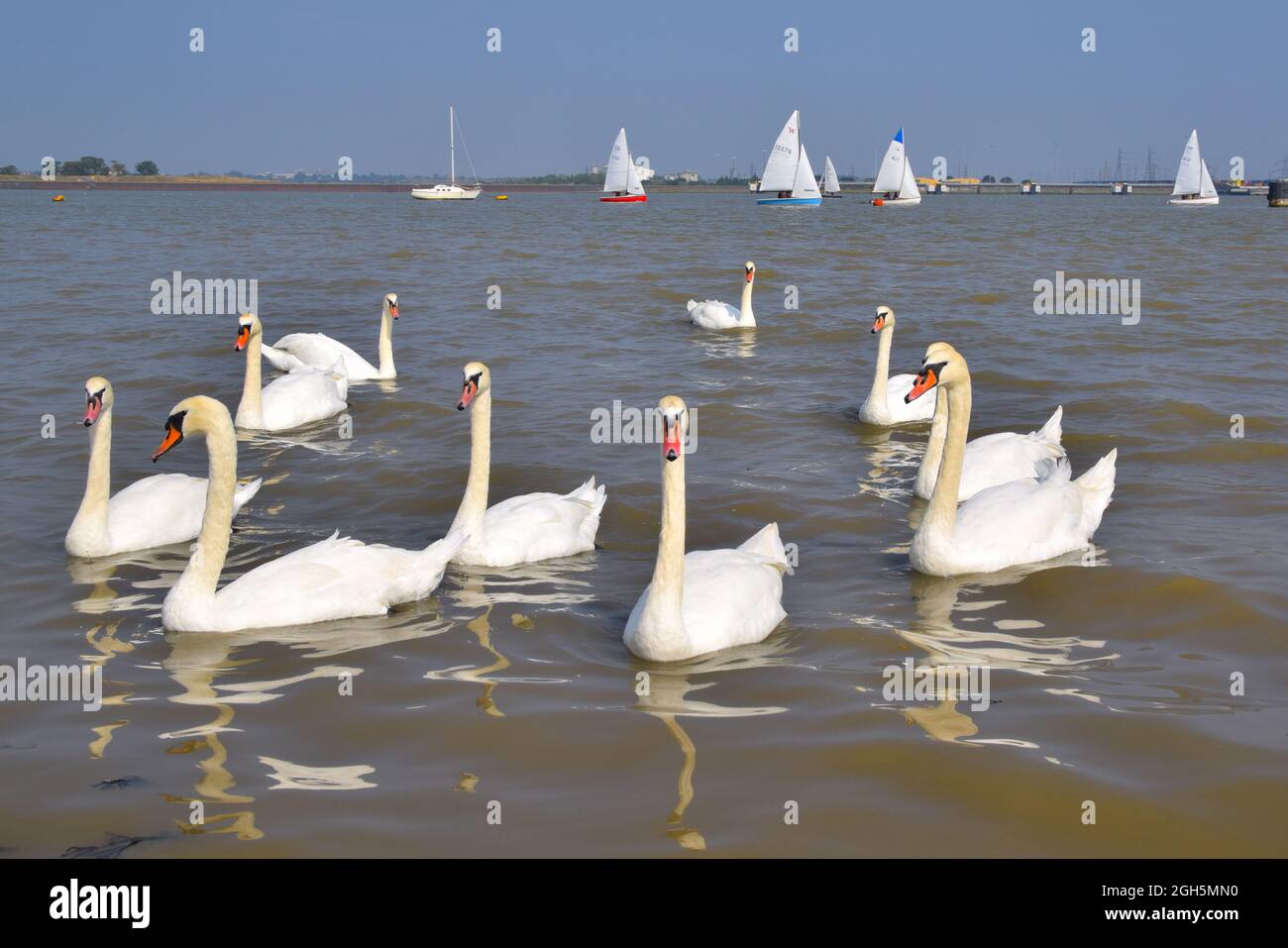 05/09/2021 Gravesend Swans Regno Unito godersi le acque lungo il fiume del Tamigi vicino Gravesend Promenade nel Kent. Foto Stock