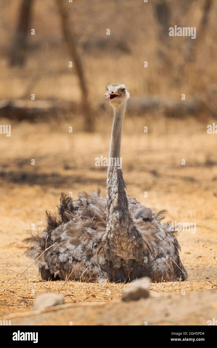 Ostrich somalo - Strutio molibdophanes, grande uccello senza luce originario del Corno d'Africa, Etiopia. Foto Stock