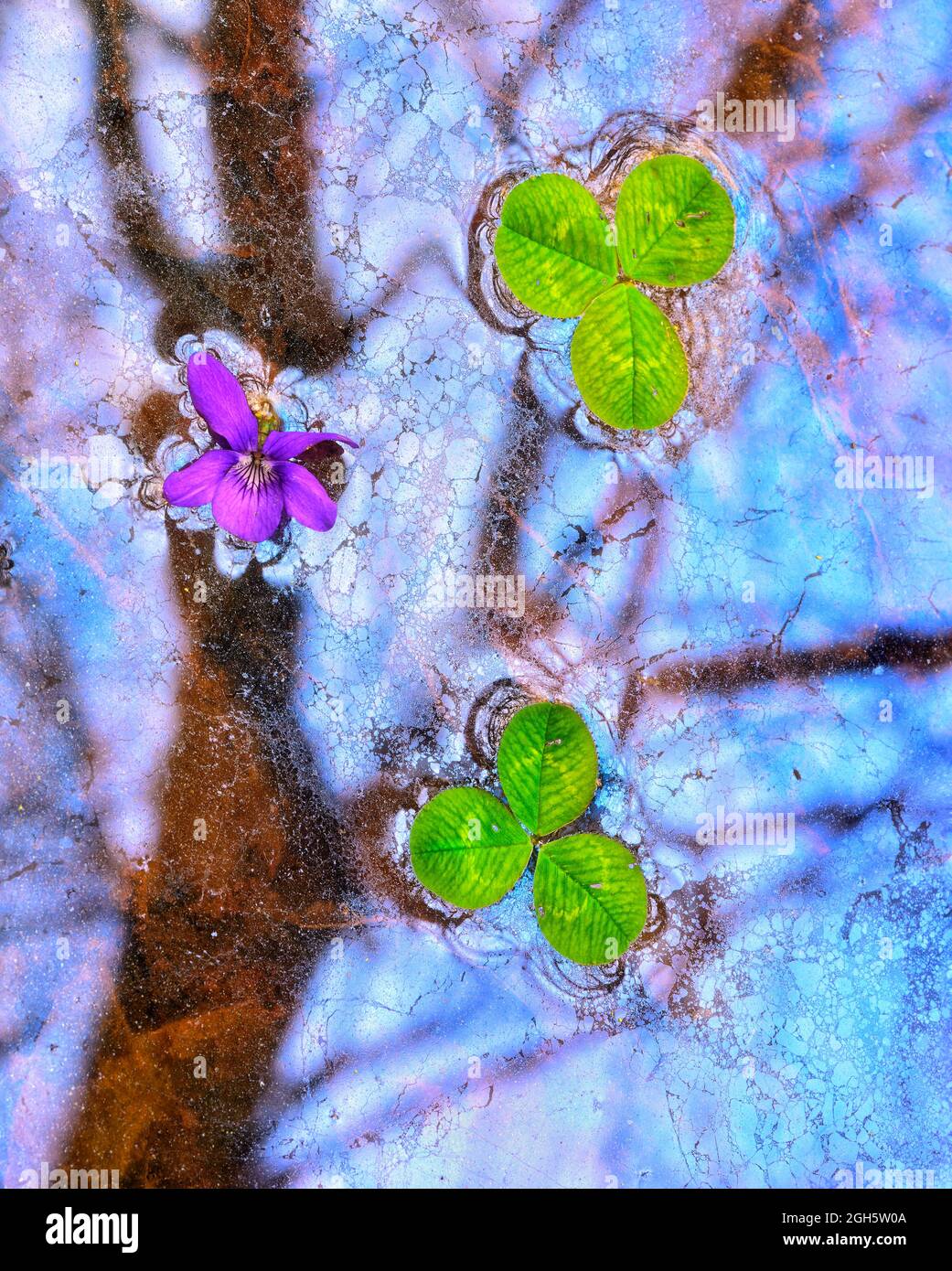 Piante e fiori sul biofilm nella foresta Foto Stock