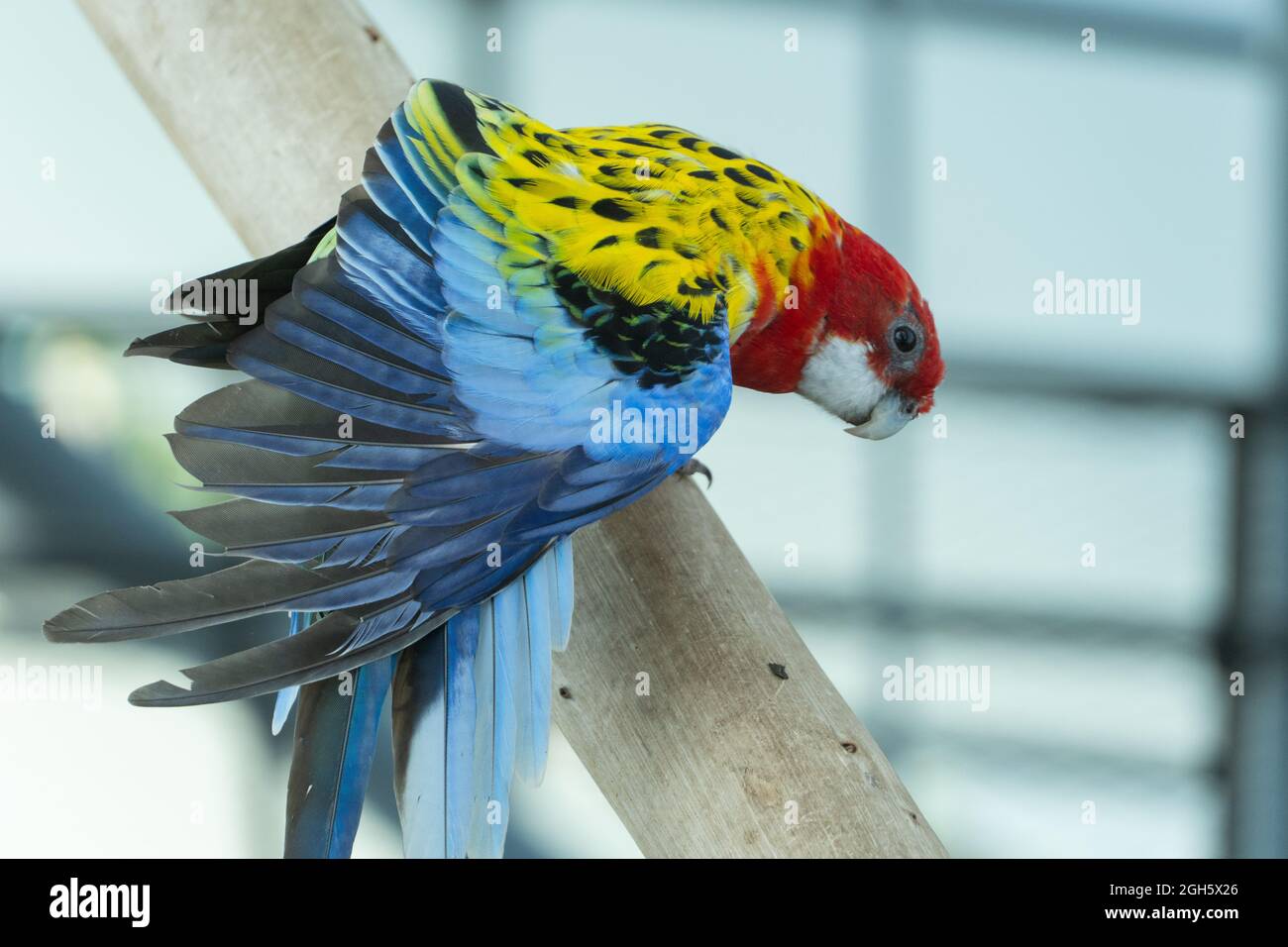 Un rosso e giallo brillante rosella orientale (Platycercus eximius) pappagallo o parakeet ali sparse fuori. Foto Stock