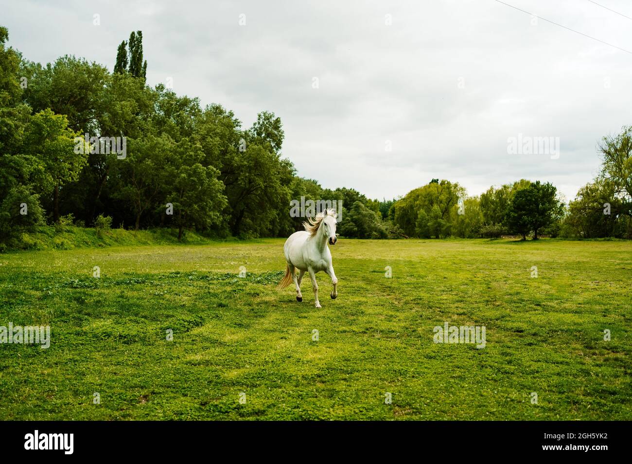 Cavallo grigio che galleggia lungo il prato verde in habitat naturale sotto il cielo nuvoloso in estate Foto Stock