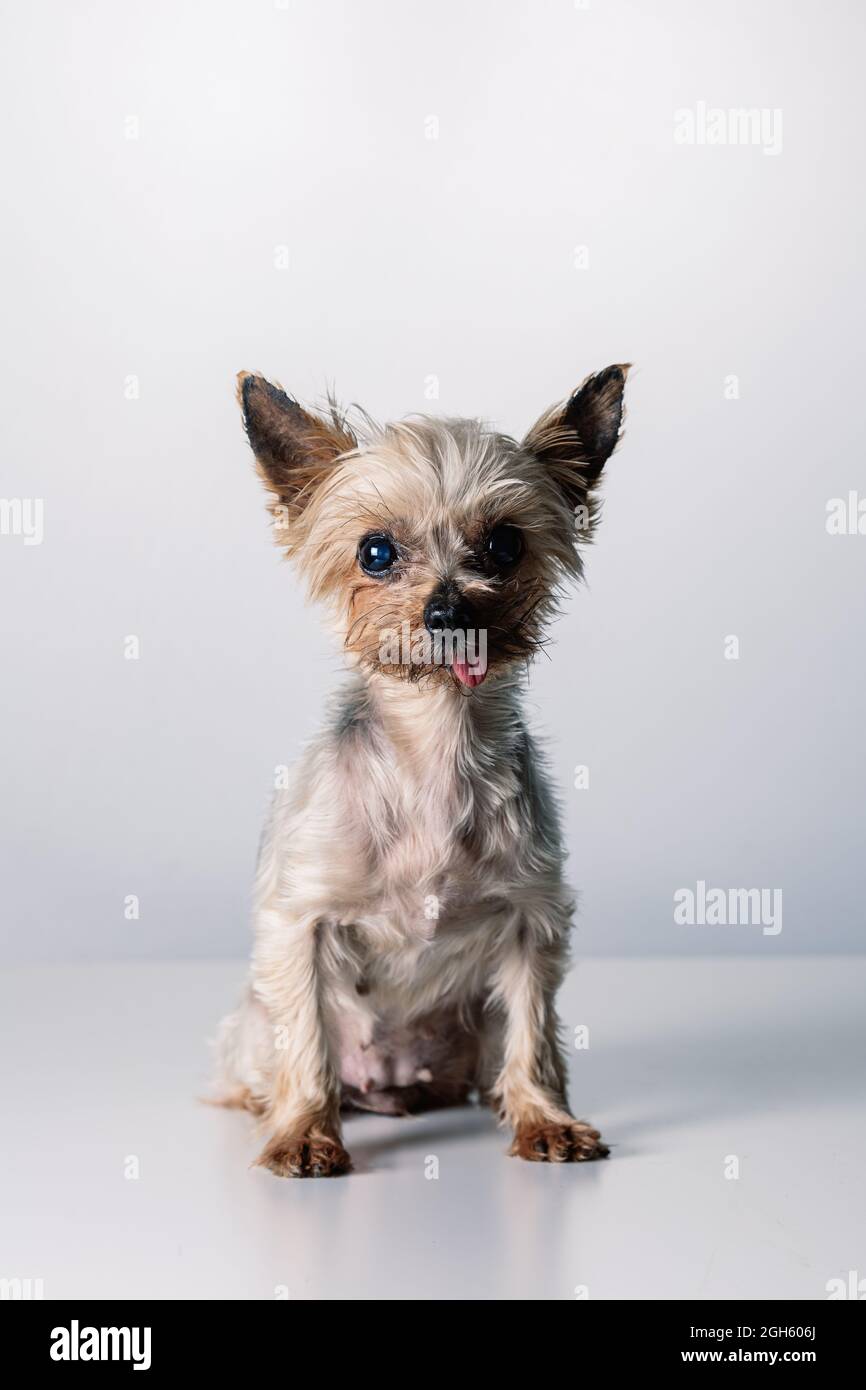 Adorabile piccolo e soffice cane Yorkshire Terrier purebred con lingua fuori guardando la macchina fotografica mentre si siede in studio bianco Foto Stock