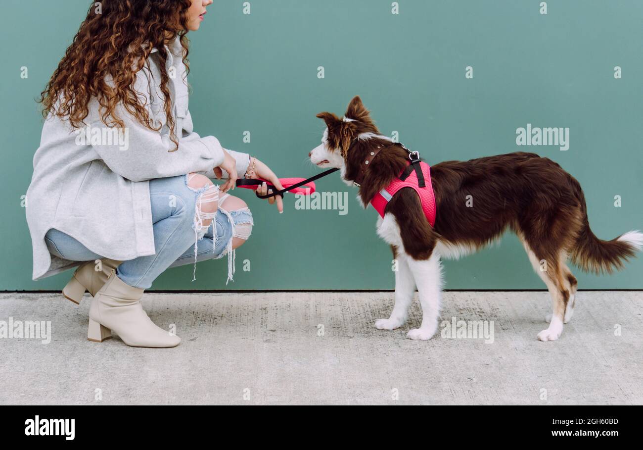 Crop irriconoscibile donna proprietario che squatting vicino al muro con adorabile e soffice collie bordo cane al guinzaglio durante la passeggiata in strada della città Foto Stock