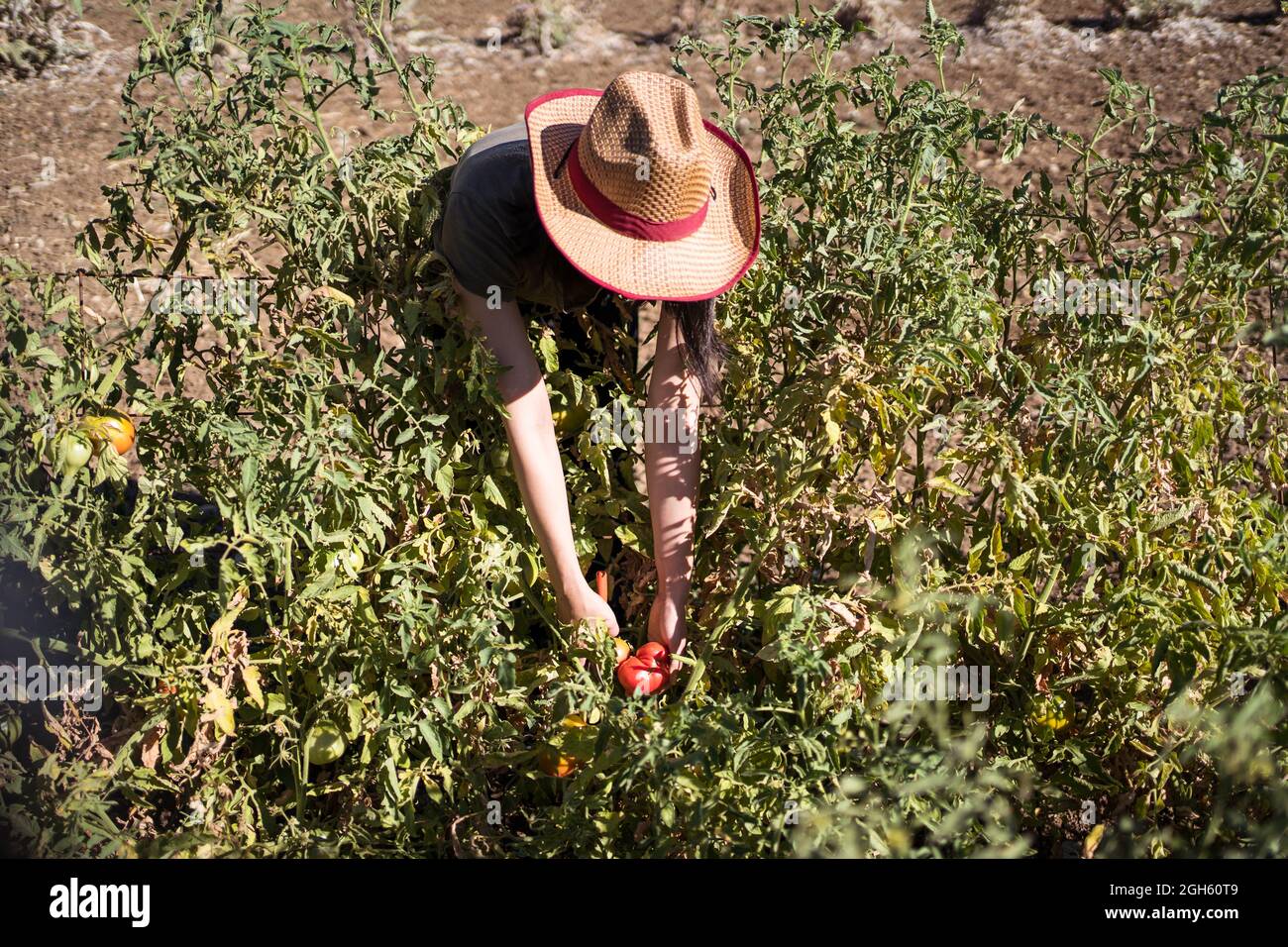 Coltivare un agricoltore irriconoscibile che dimostra pomodori non maturi coltivati su cespuglio verde nel lussureggiante giardino estivo in campagna Foto Stock