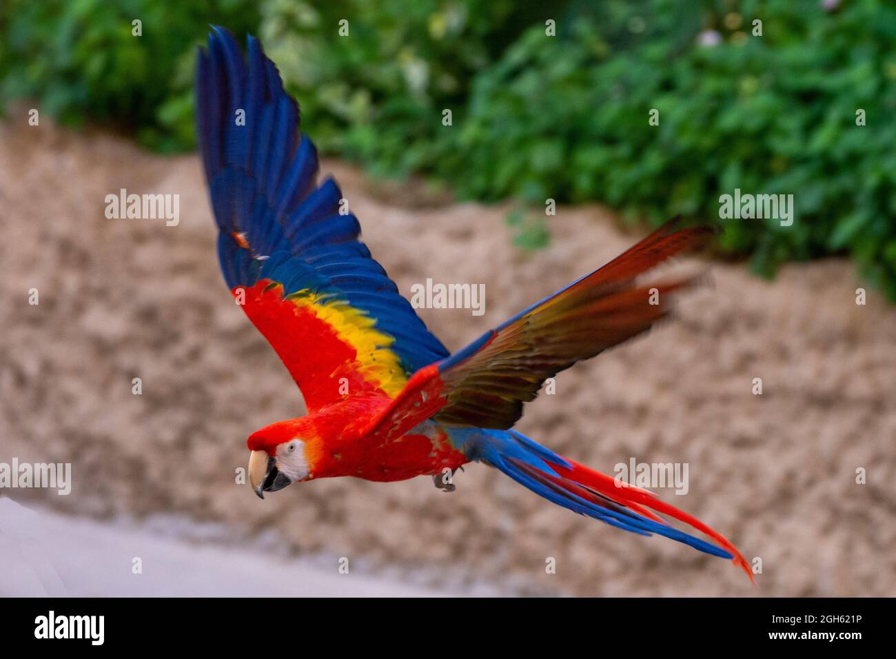 Un macaws scarlatto (Ara macao) un pappagallo vibrante rosso brillante in volo che mostra i colori blu, rosso e giallo luminosi Foto Stock