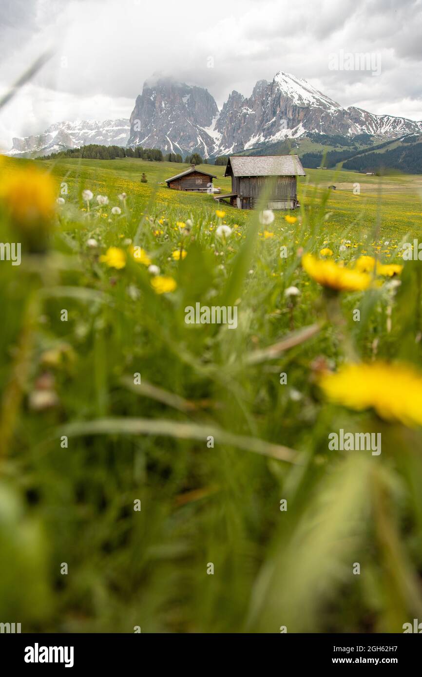 Piano terra di vista panoramica di fiori gialli fioriti in crescita in valle con stupendo scenario di piccolo insediamento con case in Alpe di Seiser in Dolomiti Foto Stock