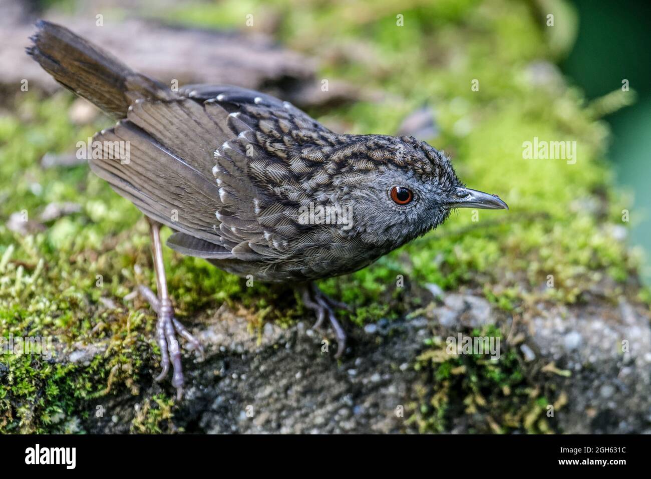 Striature Wren Babbler Foto Stock