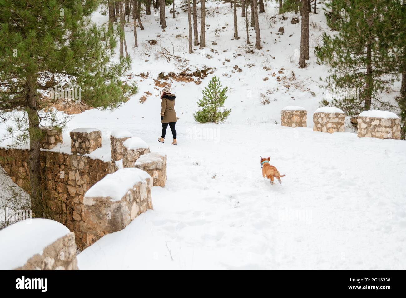 Proprietario femminile irriconoscibile che cammina lungo il sentiero innevato con il cane attivo che corre durante la passeggiata nei boschi invernali Foto Stock