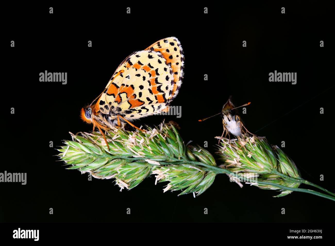 Il fritillario macchiato o il fritillario della banda rossa (Melitaea didyma) Foto Stock