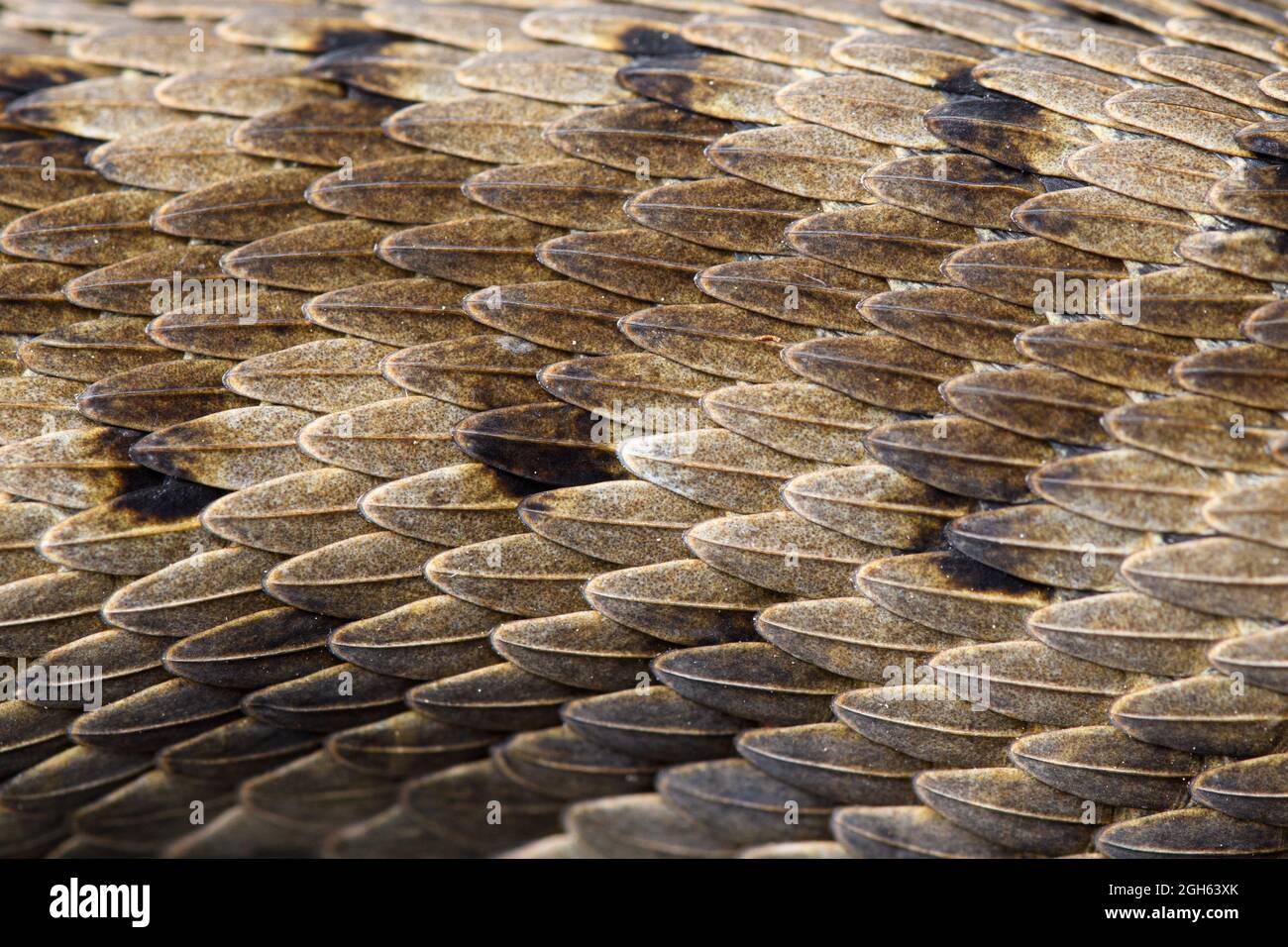 Dettaglio delle scale di un viper asp (Vipera aspis zinnikeri) Foto Stock