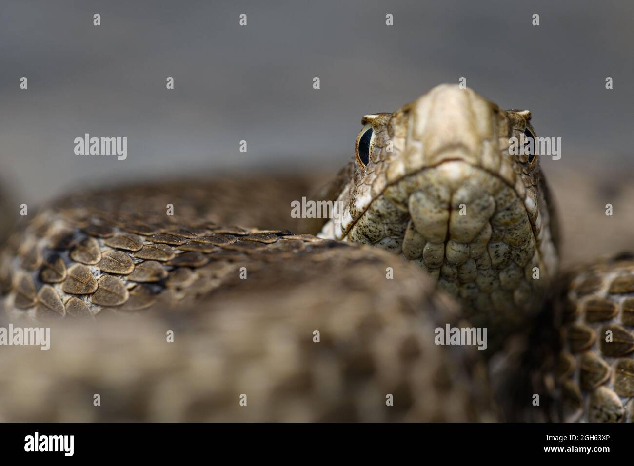 Ritratto ASP viper (Vipera aspis) in natura Foto Stock