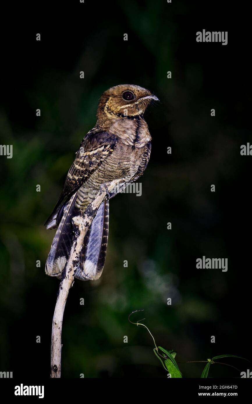 Il Nightjar di Jerdon Foto Stock