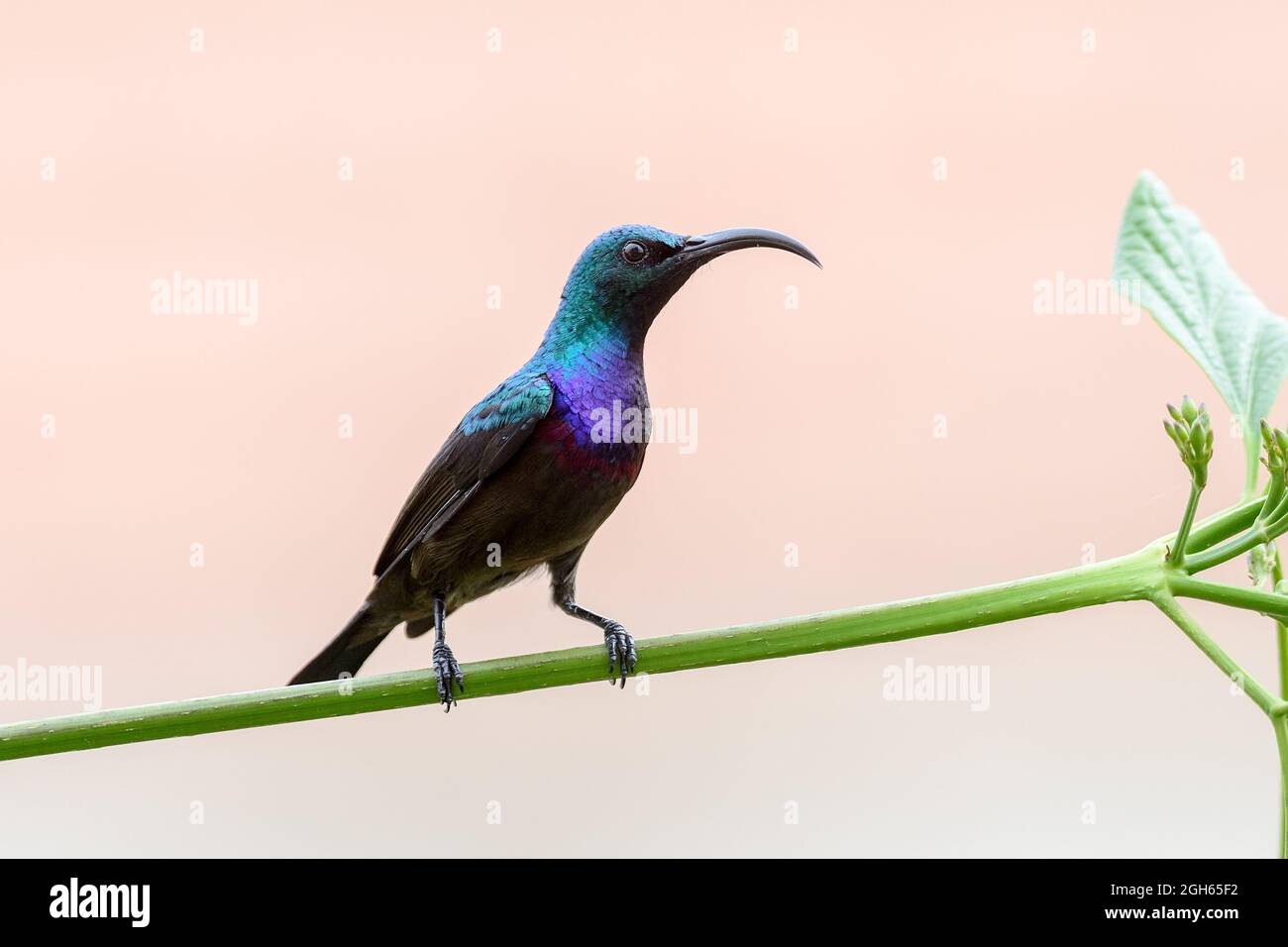 Il Sunbird di Loten Foto Stock