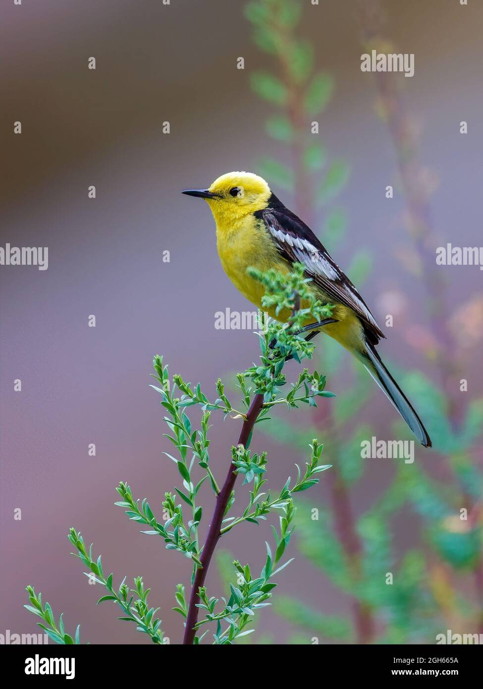 Citrine Wagtail Foto Stock