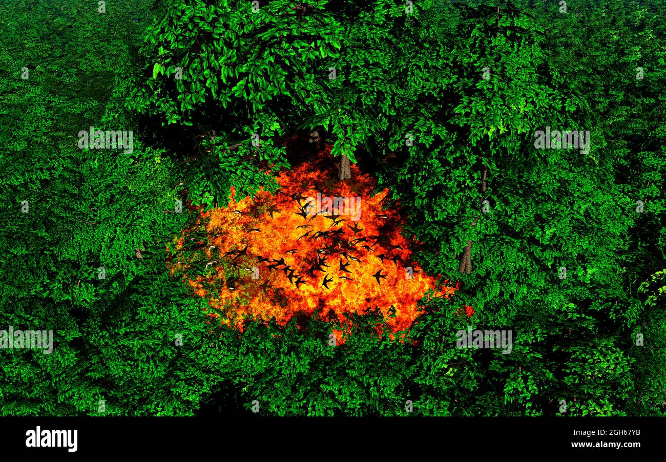 Uccelli che fuggono Da un incendio della foresta Foto Stock