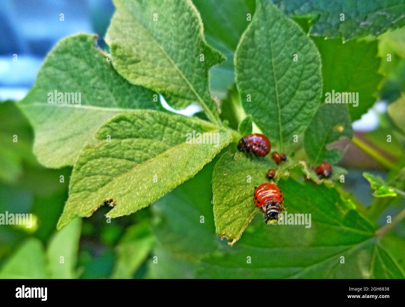 Coleotteri di patate del Colorado sulle foglie di patate, insetto di patate, insetti parassiti su pianta nel giardino in una fattoria in Siberia Russia Foto Stock