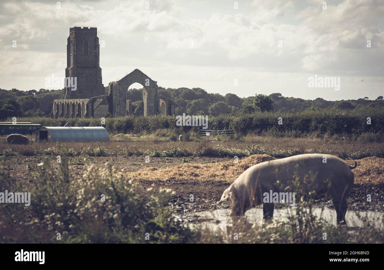 Litorale di Suffolk Foto Stock