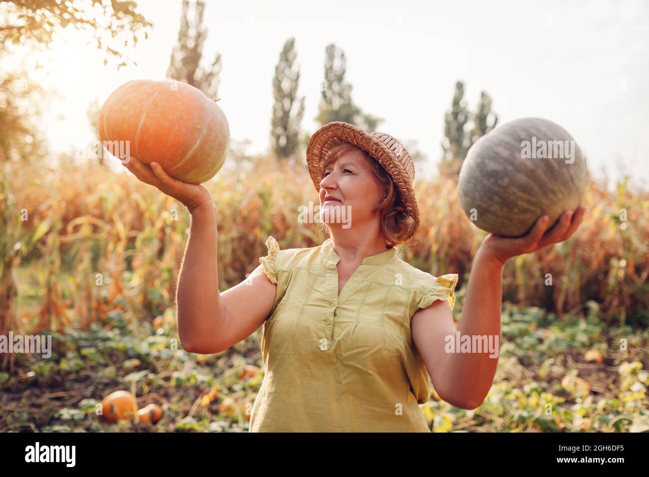 Senior contadina raccolta raccolto autunnale di zucche in azienda. L'agricoltura. Il ringraziamento e la preparazione di Halloween Foto Stock