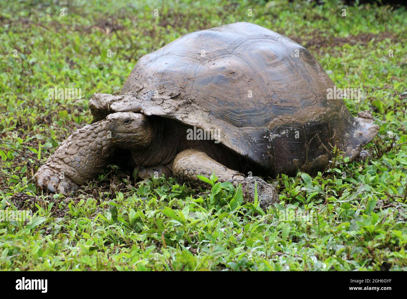 Tartaruga gigante, Isola di Galapagos, Ecuador, Sud America Foto Stock