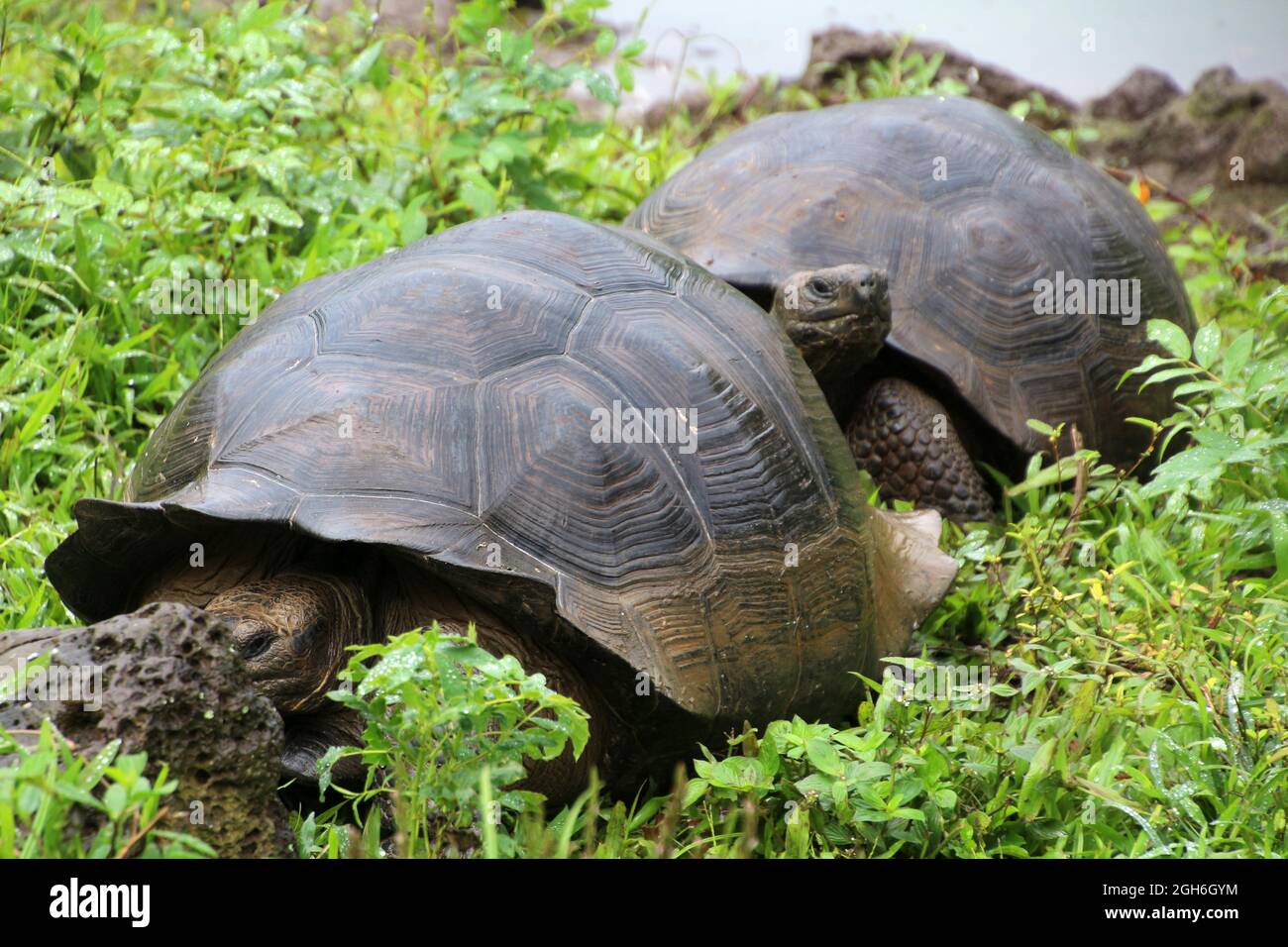 Tartaruga gigante, Isola di Galapagos, Ecuador, Sud America Foto Stock