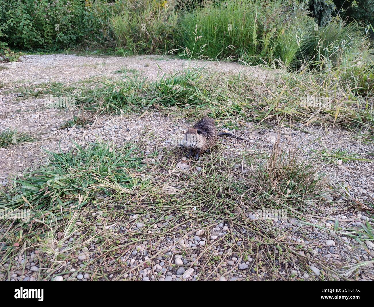 Piccola nutria che mangia erba sulla riva del lago Savica nella città di Zagabria Foto Stock