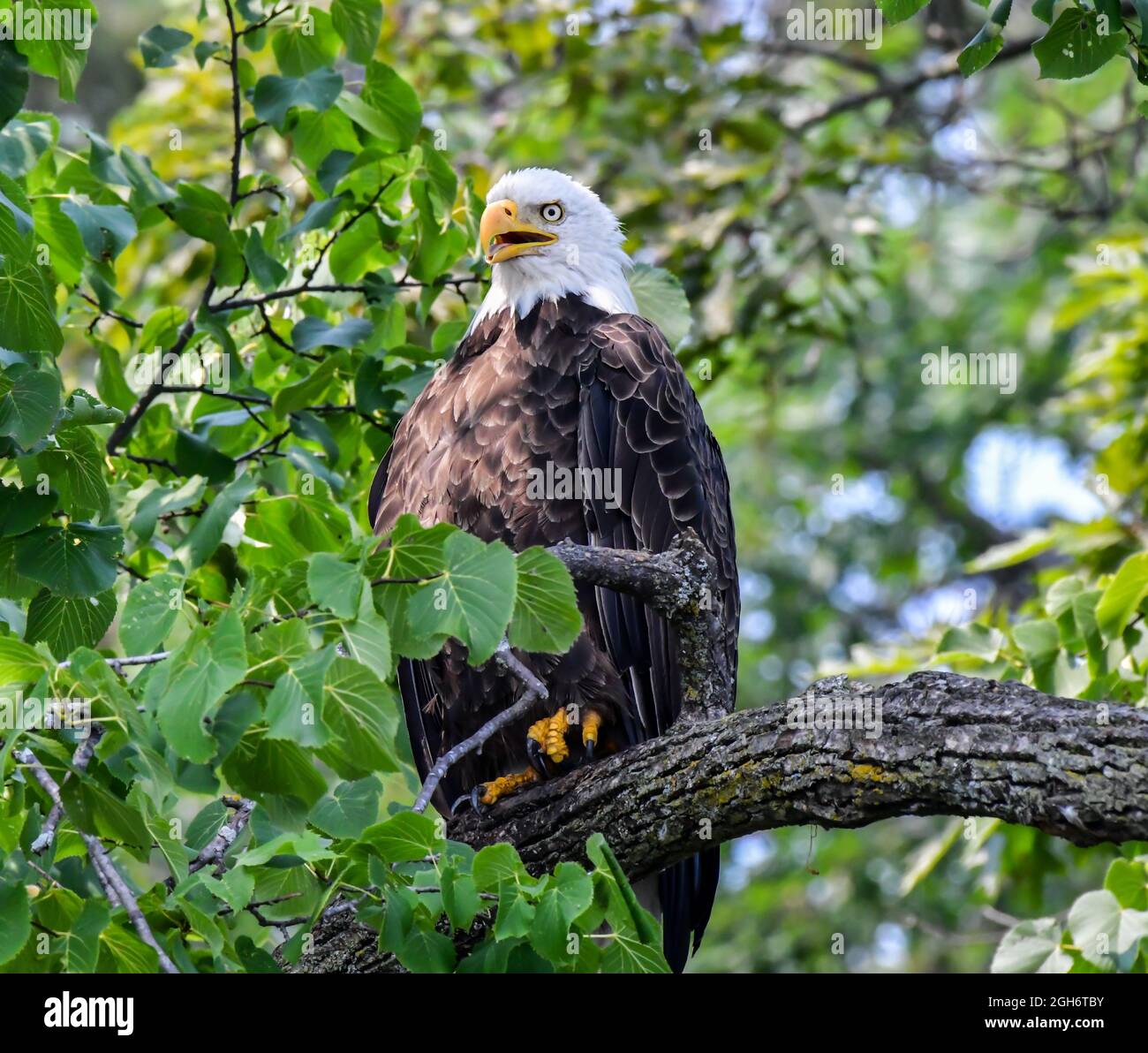 American Bald Eagle arroccato nell'albero su un ramo in estate Foto Stock