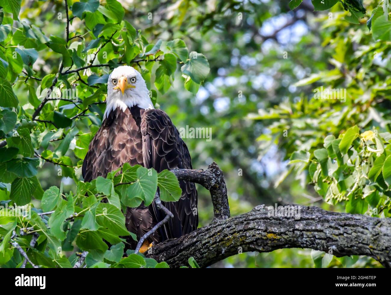 American Bald Eagle arroccato nell'albero su un ramo in estate Foto Stock