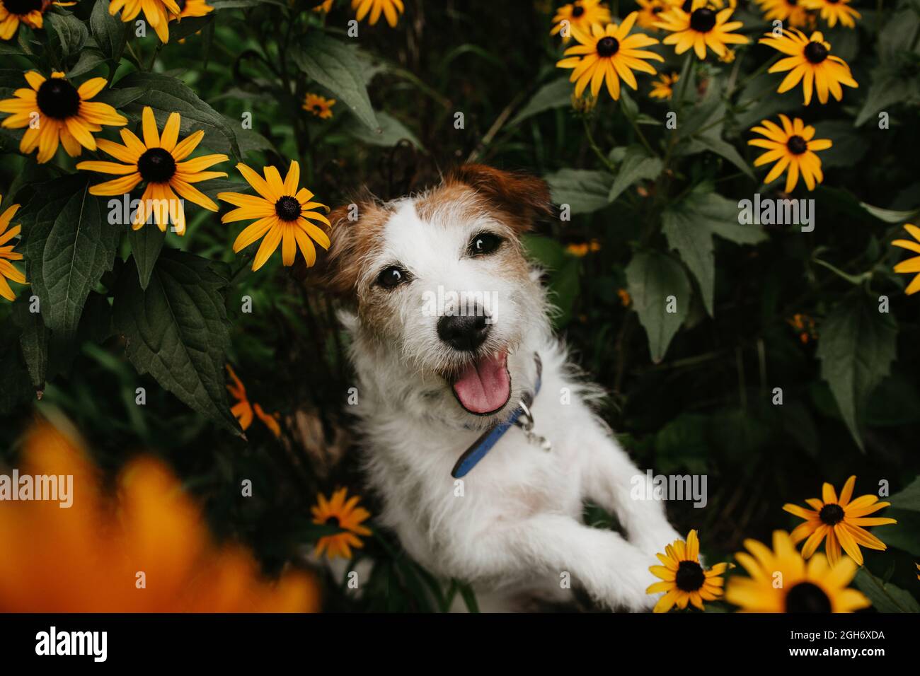 Ritratto Happy jack russell cane tra arancione fiorisce in primavera guardando verso l'alto. Foto Stock