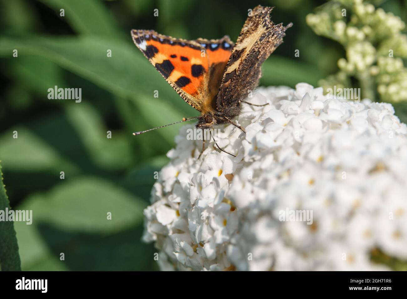 Piccolo Tortoiseshell (Aglais urticae) che si alimenta su un bufleja davidii bianco (profusione bianca) butterbush, Wiltshire UK Foto Stock