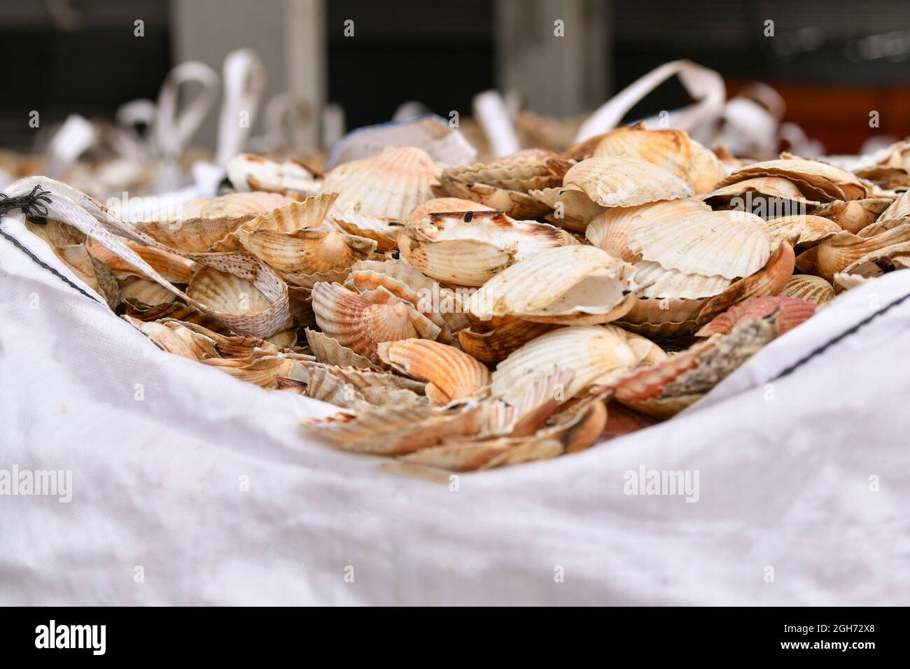 Sacchetti con guscio di cuoio capelluto vuoto per lavorazione zero rifiuti Foto Stock