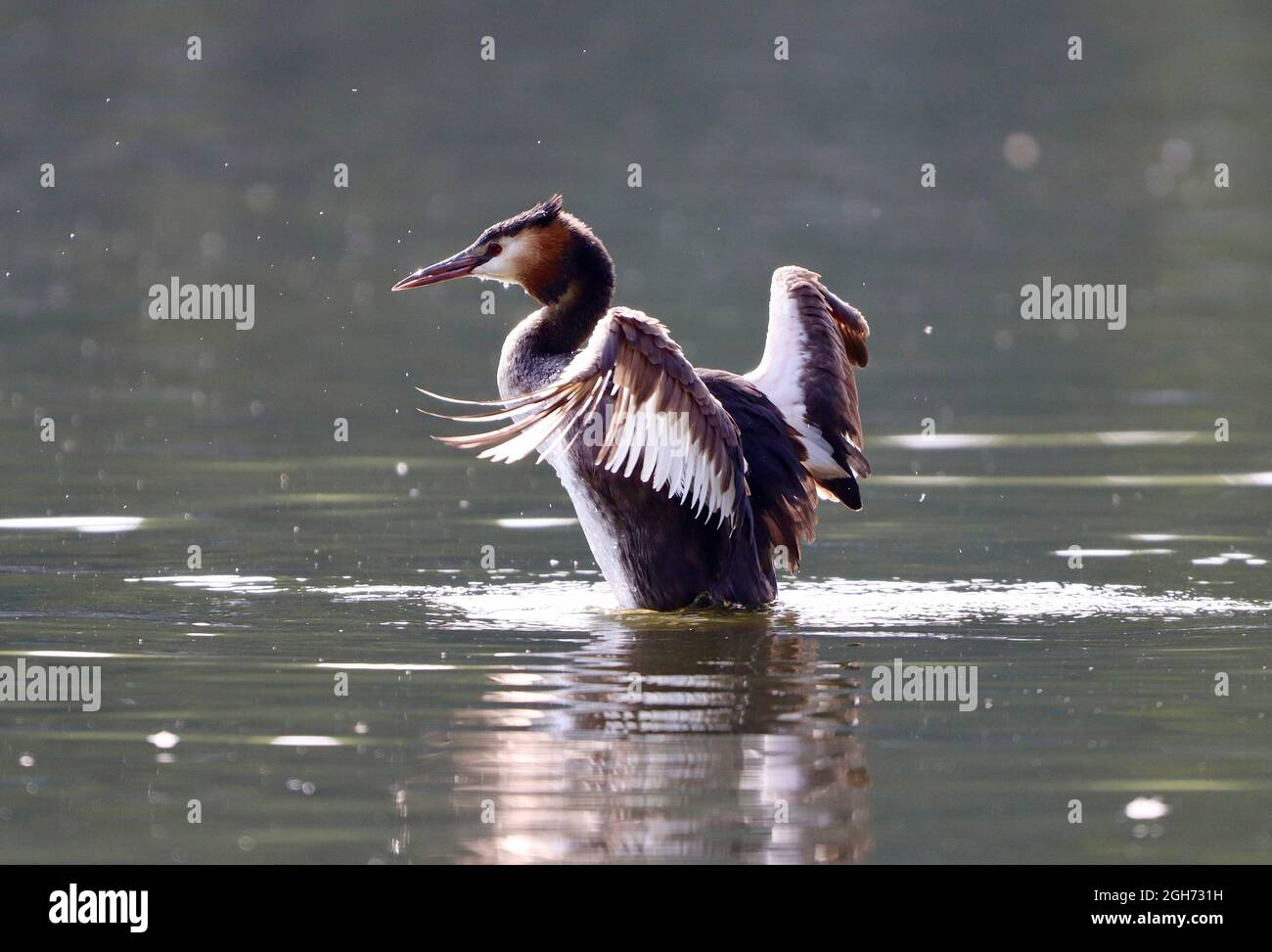 Grebe Crested grande adulto con ali in volo Foto Stock