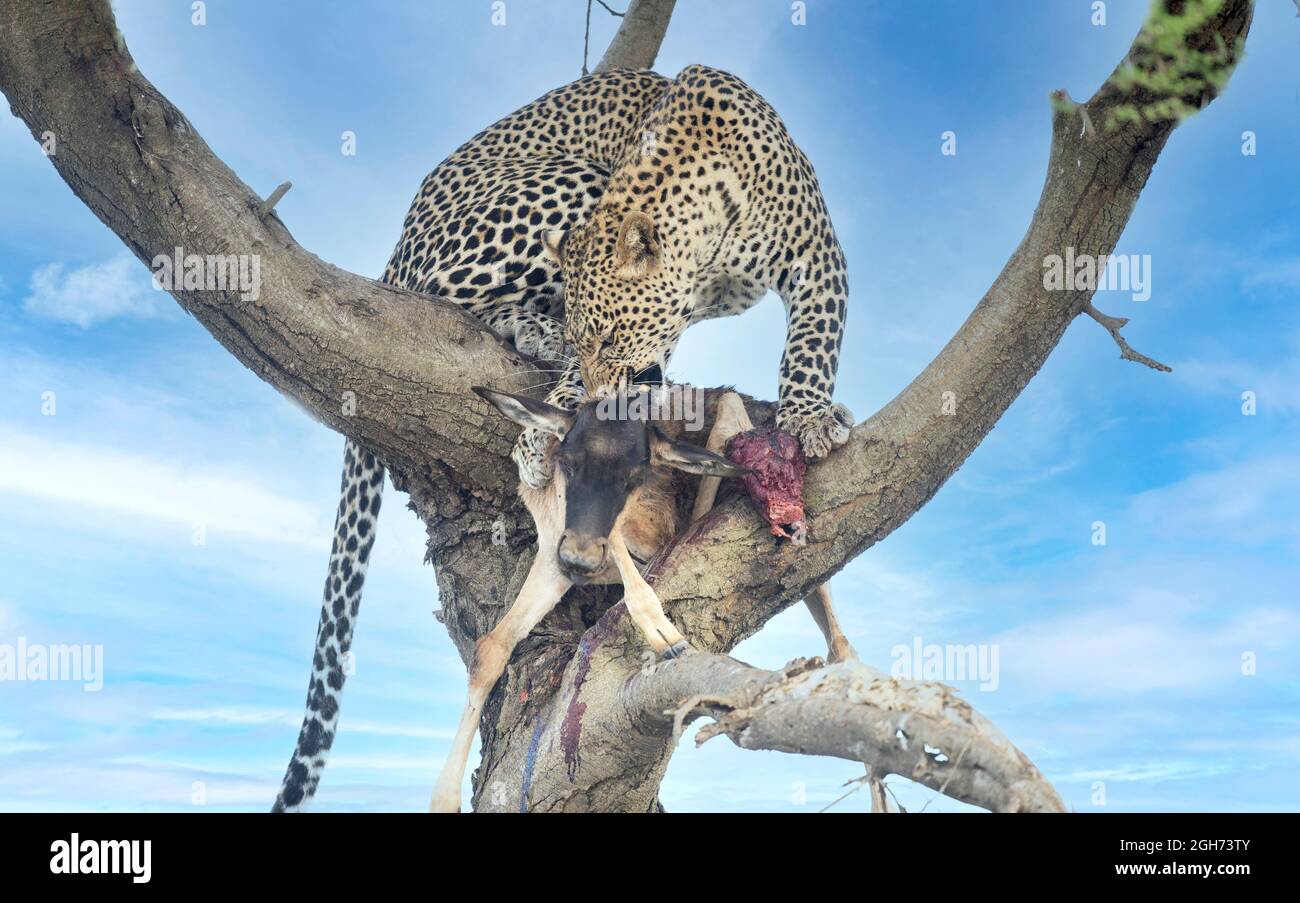 Africa, Tanzania Serengeti National Park, leopardo che si nutrono di un uccisione. Foto Stock