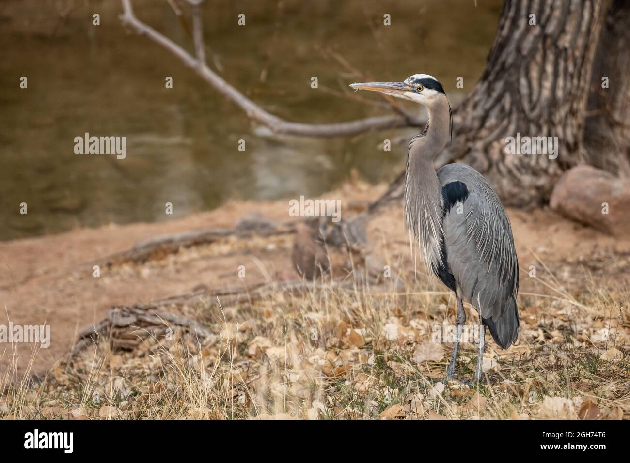 Heron in piedi lungo la Virgin River Bank nel Parco Nazionale di Zion Foto Stock