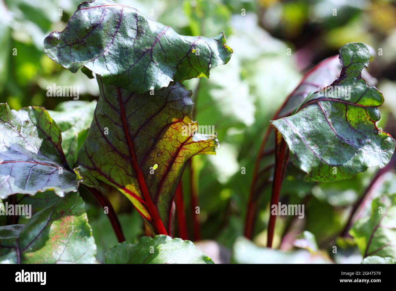 Primo piano di foglie di barbabietola (Beta vulgaris) colorate di colore rosso rubino scuro e venato ' Woden' Foto Stock